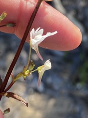 Nemesia bicornis