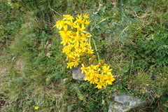 Jacobaea adonidifolia