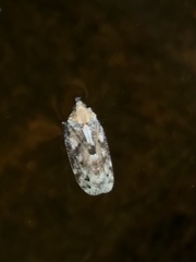 Eucopina tocullionana