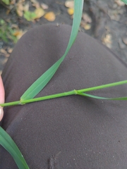 Bromus ciliatus