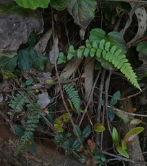 Blechnum hastatum