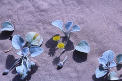 Arctotheca populifolia