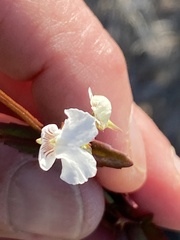 Nemesia bicornis