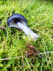 Entoloma