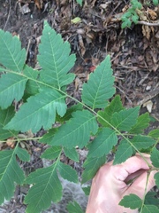 Koelreuteria paniculata