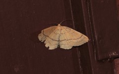 Cyclophora linearia