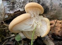 Pleurotus