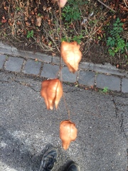 Koelreuteria paniculata