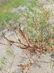 Corispermum villosum