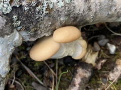 Pleurotus