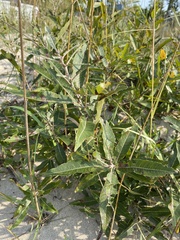 Salix cordata