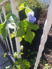 Ipomoea hederacea