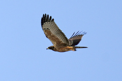 Pernis ptilorhynchus