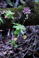 Crassula orbicularis