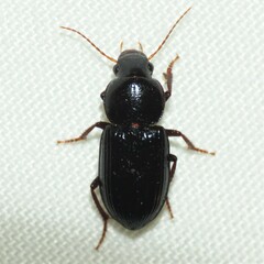 Carabidae