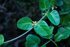 Cynanchum obtusifolium