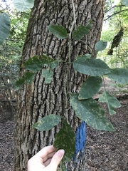 Fraxinus americana
