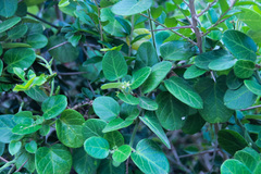 Cynanchum obtusifolium