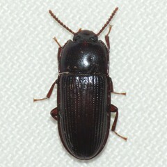 Tenebrionidae