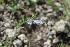 Hebecarpa barbeyana