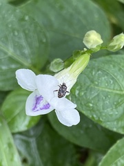 Charagochilus