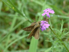 Euphyes vestris