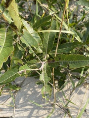 Salix cordata