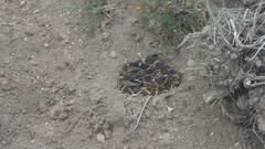 Crotalus molossus nigrescens