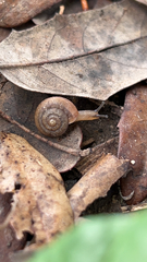 Bradybaena similaris
