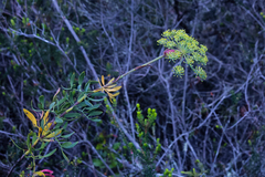 Notobubon laevigatum