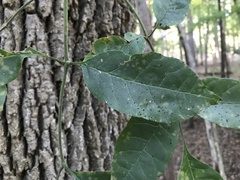 Fraxinus americana