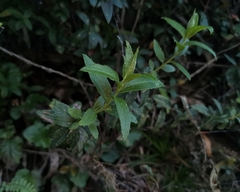 Baccharis racemosa