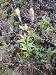 Lilium philadelphicum
