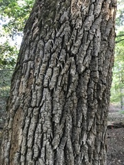 Fraxinus americana