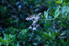 Solanum africanum
