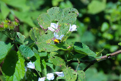 Sparrmannia africana
