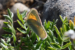 Colias hecla