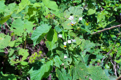 Sparrmannia africana