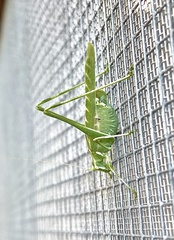 Insara elegans