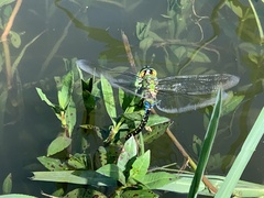 Anax panybeus