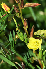 Oenothera
