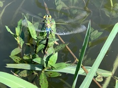 Anax panybeus