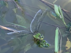 Anax panybeus