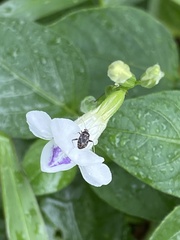 Charagochilus