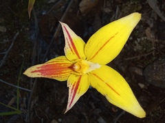 Caladenia flava