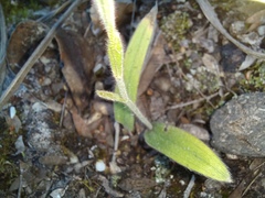 Caladenia flava