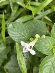 Charagochilus