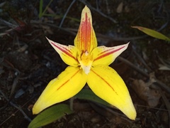 Caladenia flava