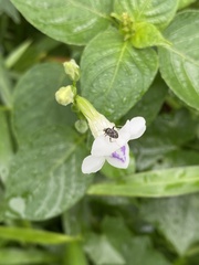 Charagochilus
