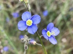 Heliophila digitata